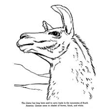 Llamas, on the other hand, come in a wider variety of colors. 10 Cute Free Printable Llama Coloring Pages Online