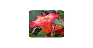 Image result for Stictocardia