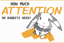 Attention Does Your Pet Rabbit Need ...