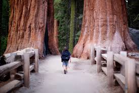 Coast redwoods are truly magnificent trees that can provide clean air, home to countless plants and wildlife, and inspire awe for generations to come—if we protect the remaining redwood forests before its too late. Kids Activities Attractions Near Visalia