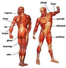 Usually derived from latin, a muscle's name often tells you something about the many muscle names indicate the muscle's location. Muscle Suits Human Body Muscles Body Muscle Anatomy Muscle Diagram