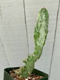 Shop the planet desert cactus collection for unique and beautiful cacti to add to your collection of plants. Opuntia Maverick Variegata Live Cactus Plant Etsy Cactus Plants Plants Purple Plants