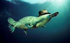 Use them as wallpapers for your mobile or desktop screens. Platypus Wallpaper 4 Platypus Animal Wallpaper Animals