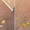 Fix a carpet burn with carpet patches (inserts). Https Encrypted Tbn0 Gstatic Com Images Q Tbn And9gcqpjwh6lqptwior4mpcwa81o Vrz8virincy5 Efazcc15fnml1 Usqp Cau