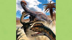 Image result for Dinophora