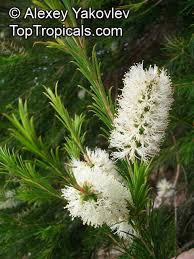 Image result for Melaleuca