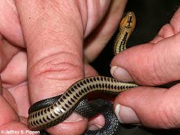 Reptiles insects wildlife creatures snakes a snake snake. Glossy Crayfish Snake Regina Rigida