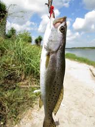 Reviews and amenity information for adolph thomae jr. I Love Her But I Love To Fish Picture Of Adolph Thomae Jr County Park Rio Hondo Tripadvisor