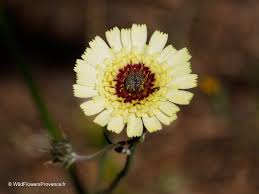 Image result for Tolpis