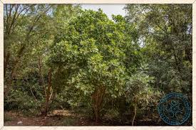 Image result for Gardenia resinifera