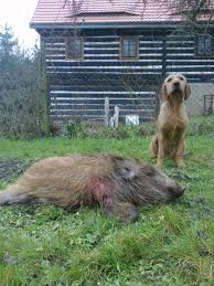 Image result for štýrský brakýř