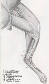 8:31 amber craig recommended for you. Hind Leg Muscles Of A Cat 1 3 Jpg Image Cat Anatomy Dog Anatomy Feline Anatomy
