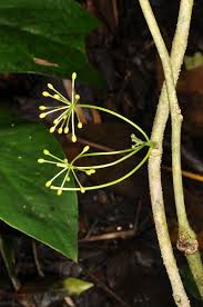 Image result for Icacinaceae