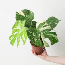 Image result for Begonia oxyloba