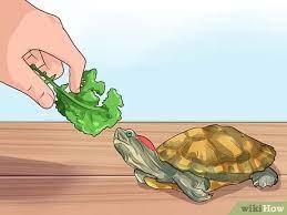 How To Know What To Feed A Turtle 9 Steps With Pictures