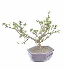 Buy Online Bonsai Tree Seed Gardening Accessories Nursery Items From Bonayon Com Dhaka Bangladesh Bonsai Bonayon Com