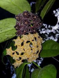 Wonderful Guava Tree Tropical Plants Banana Tree