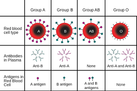 Learn About Blood Type