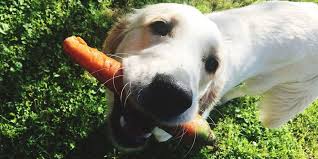 The benefits of carrots are not just restricted to humans, but extend to dogs even. Can Dogs Eat Carrots Are Carrots Good Or Bad For Dogs To Have