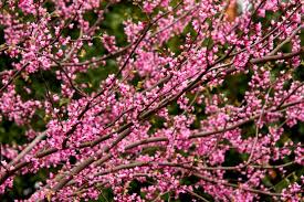 Firebird dwarf crabapple trees are ideal for both small and large gardens. 27 Flowering Trees For Year Round Color Hgtv