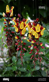 Image result for Thunbergia mysorensis