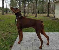 We allow adopters an foster homes within 6 hours of dallas/fw but will consider outside of that area on a case by case basis if there is not an active doberman rescue in your area. Chocolate Doberman Pinscher Dog For Adoption In Spring Tx Meet Cash