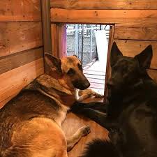 Build The Ultimate Diy Dog House