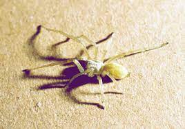 Did you scroll all this way to get facts about bright green spider? Ohio S Biting Spiders Spidersrule
