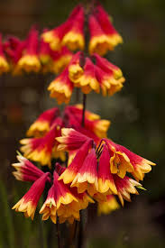 Christmas Bells Blandfordia Nobilis Australian Plants Australian Native Plants Australian Flowers