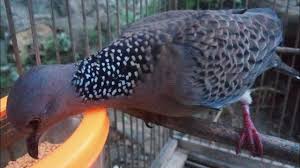 Yang terakhir ada jenis kelantan yang mudah untuk didapatkan di indonesia, untuk harga burung. Free Pakan Tekukur Pakan Derkuku Istimewa Biar Cepat Gacor Mp3 With 04 17