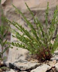 Image result for Hermannia floribunda