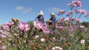 Waxing Lyrical Fact Sheets Gardening Australia Gardening Australia