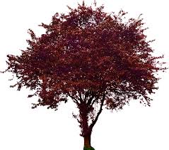 plum png image transparent background png arts plum png image transparent background