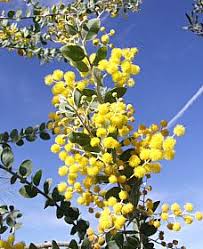 Image result for Acacia podalyriifolia