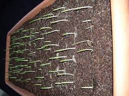 Propagating Amaryllis From Seed Amaryllis Flowers Amaryllis Parts Of A Flower