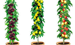 Will do well in neutral to slightly acidic soil. 3 6 Or 12 Columnar Fruit Trees Groupon