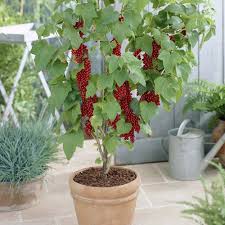 Red Currants In A Pot Fruit Bushes Fruit Plants Container Gardening