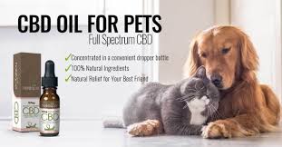Cbd is short for cannabidiol, one of over 100 cannabinoids found in the hemp plant. How Cbd Oil Works For Dogs With Canine Compulsive Disorder Ccd My Decorative