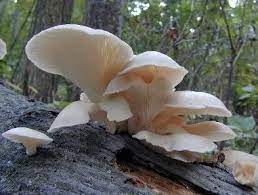 Find the perfect golden oyster mushroom stock photos and editorial news pictures from getty images. Ron Wilson Enjoying Oyster Mushroom Season News Holland Sentinel Holland Mi