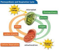 Photosynthesis And Cellular Respiration Ms Ferentz S Science Site Photosynthesis And Cellular Respiration Photosynthesis Cellular Respiration