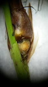 Image result for Rhynchospora eximia