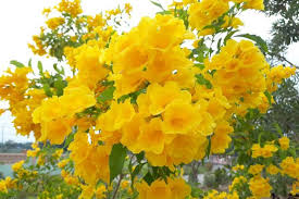 Image result for Tecoma stans