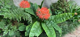 Image result for Scadoxus membranaceus