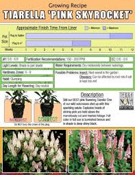 Check spelling or type a new query. Tiarella Pink Skyrocket Terra Nova Nurseries Inc