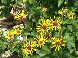 Image result for Ottelia kunenensis