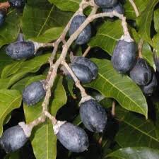 Image result for Canarium schweinfurthii