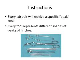 Thank you for downloading beaks of finches state lab answer key. State Laboratory The Beaks Of Finches Ppt Video Online Download