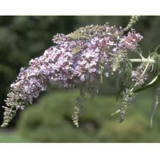Image result for Buddleja salviifolia