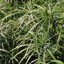 Image result for Cyperus amauropus
