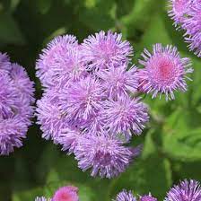 Ageratum Flower Essence Flower Essence Shop Crystal Herbs